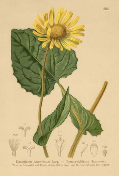 Austrian Leopards-bane by German School